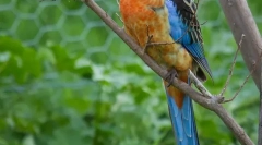 Vrste domaćih papiga srednje veličine