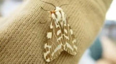 Pogledi i karakteristike moljaca