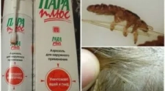 Vrste i primjena sredstava steam plus od ušiju