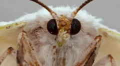 Vrste i faze razvoja moljaca