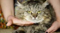 Mačka virusna leukemija