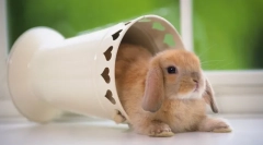 Fold patuljasti zečevi