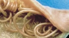 Unutarnji paraziti (endoparaziji)