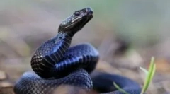 Utjecaj ugriza viper na ljudsko tijelo