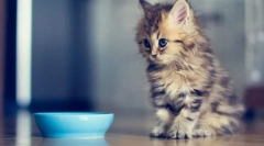 Starosne faze mačiće