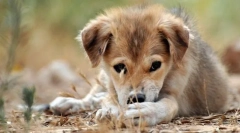 Dobnim razdobljima razvoja