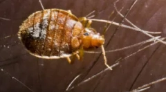 Štete i opasnosti koje proizlaze iz bugova