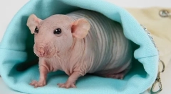 Sve o bald rat sphinx: opis, vrste, njegu i sadržaj od hranjenja