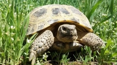 Sve o kopnenoj kornjači