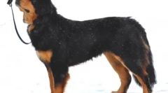 Odaberite nadimak za shepherd