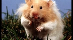 Odabir i kupnja hrčka