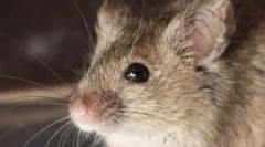 Odabir najboljeg mamca za miševe