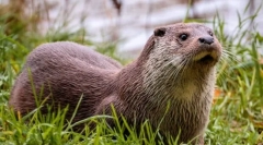 River otter (fotografije): lijepa obitelj plivača cunich