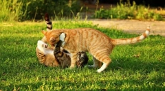 Polazak u prirodu s mačkom