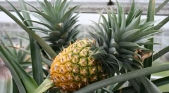 Rastući ananas kod kuće