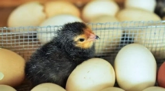 Uzgoj kokoši nesuspjeh