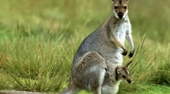 Zašto kangaroo torba?
