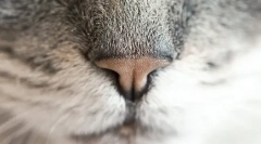 Zašto je mačka mokri nos?