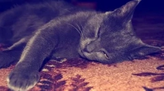 Zašto je mačka brkova