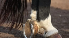 Zašto konji i kako su vezani?