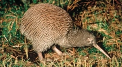 Zašto je ptica kiwi takva duga kljuna?