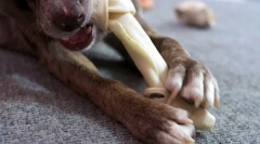 Zašto pas treba peti prst