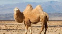 Zašto camel horn?