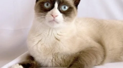 U inozemstvo belonozha