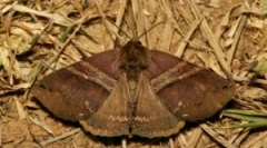 Zaštita krznenih kaputa iz moli