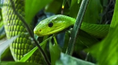 Zelena mamba