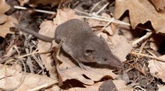 Goropadnica