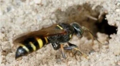 Zemlja oss i opasnosti susjedstva