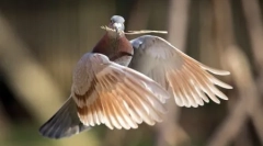 Životinje planeti u slikama (17 kom)