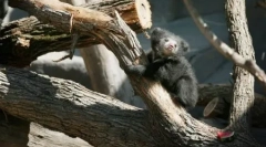 Životinje planeti u slikama (24 kom)