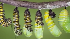 Životni ciklus insekti