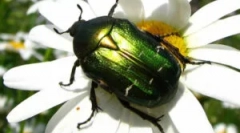 Buba brončana zlatna