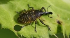 Zhuk weevil: opis, vrste i način života