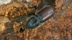 Coroed beetle: opis, vrste i način života