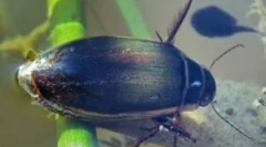 Beetle flooney: opis i način života