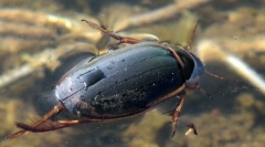 Plavderi buba