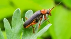 Vatrogasca beetle: opis i način života