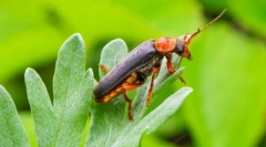 Vatrogasac