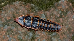 Buba trilobit