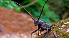 Beetles usachi: vrste i oštećenje