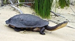 Snoin-free kornjača